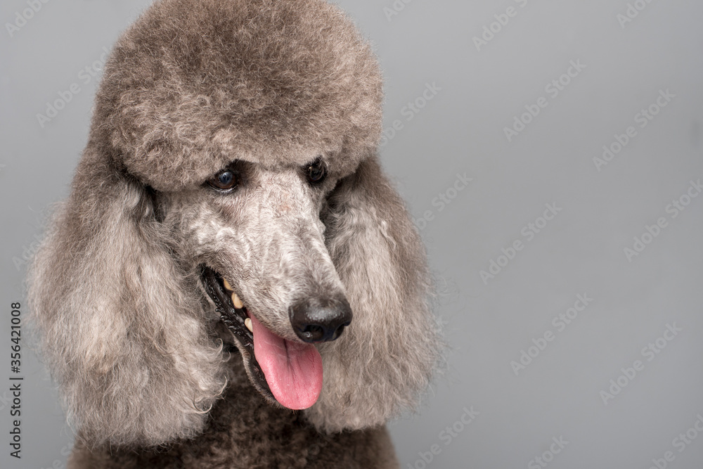 Royal Poodle Dog