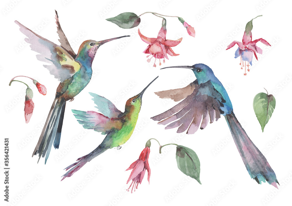 Fototapeta premium Set of three hummingbird birds in flight with spread wings, pink fuchsia flowers and buds with green leaves. Composition of individual elements on a white background for design. Watercolor.