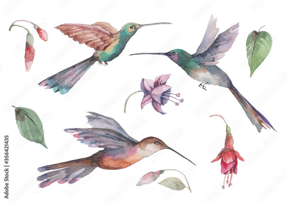 Set of three hummingbird birds in flight with spread wings, pink fuchsia flowers and buds with green leaves. Composition of individual elements on a white background for design. Watercolor. Set of three hummingbird birds in flight with spread wings, pink fuchsia flowers and buds with green leaves. Composition of individual elements on a white background for design. Watercolor.