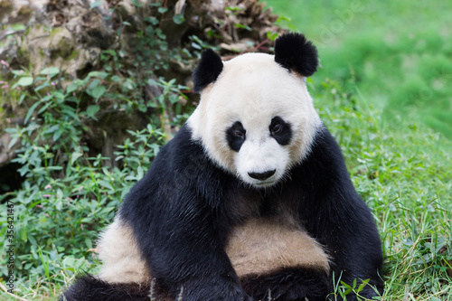 Adult giant Panda  Ailuropoda melanoleuca   Chengdu  Sichuan  China