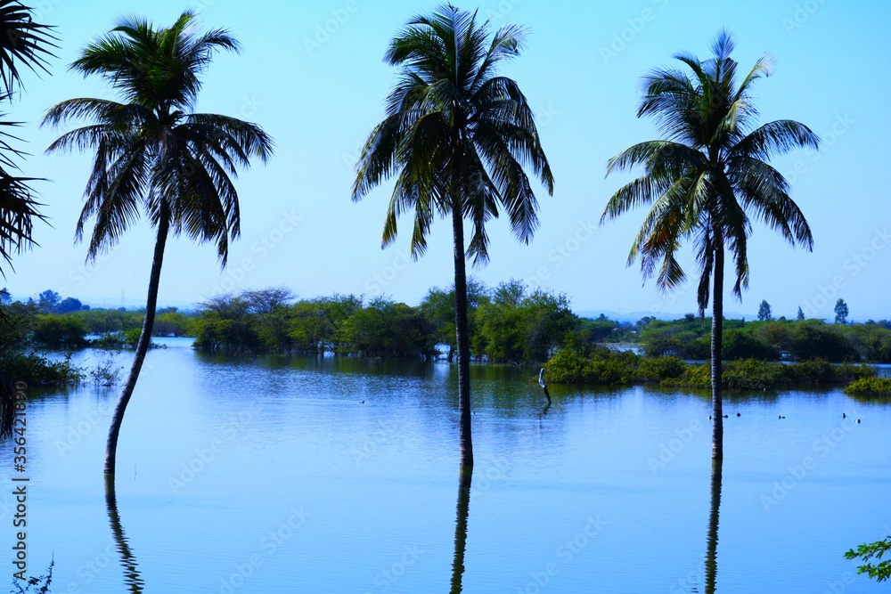 Obraz premium Palm tree in the Lake, Coconut tree, Kutch, Gujarat, India