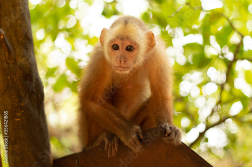 mono rhesus monkey viendo desde un arbol