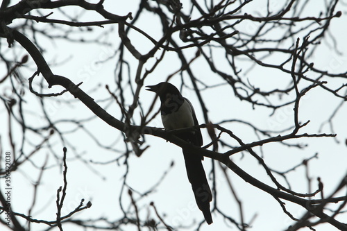 contraluz de urraca posanda  en una rama de invierno © DondykRiga