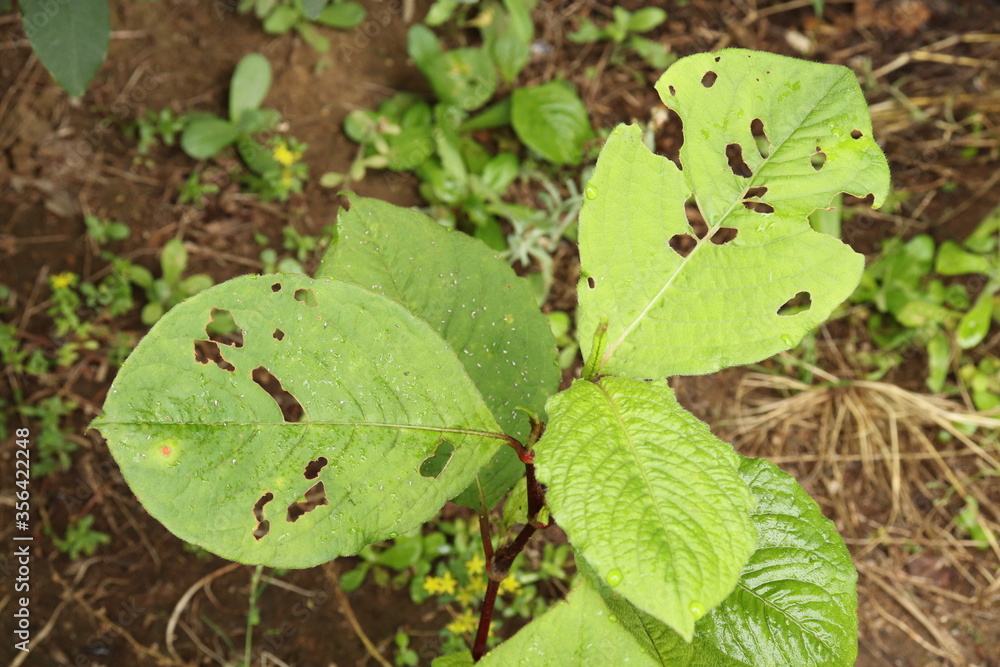 Green Jumpseed leaves are bittten by bug Green Jumpseed leaves are bittten by bug