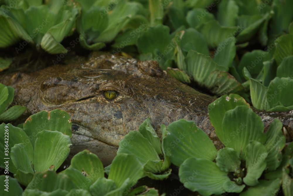 Obraz premium ojos de cocdrilo asomados entre las plantas