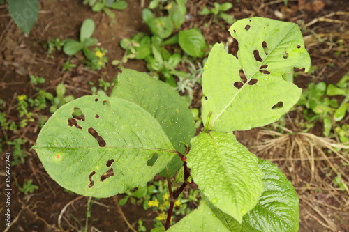 Wallpaper Mural Green Jumpseed leaves are bittten by bug Torontodigital.ca