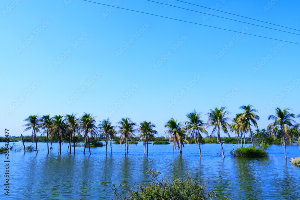 Obraz premium Palm tree in the Lake, Coconut tree, Kutch, Gujarat, India
