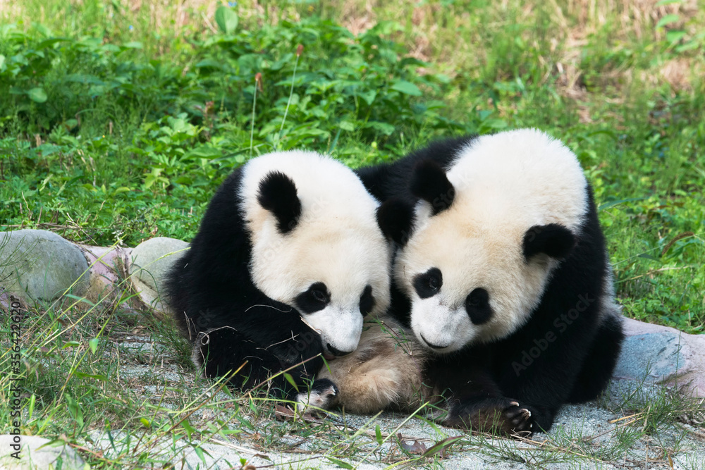 Naklejka premium Two years aged young giant Pandas (Ailuropoda melanoleuca), Chengdu, Sichuan, China