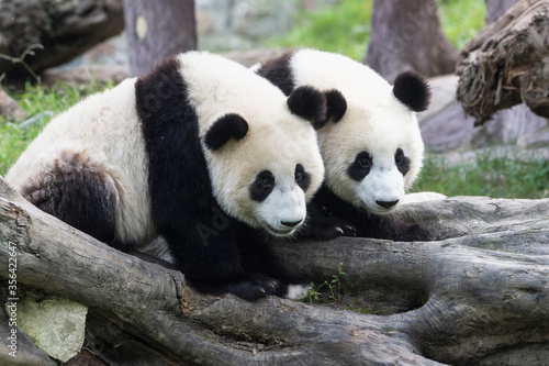 Two years aged young giant Pandas (Ailuropoda melanoleuca), Chengdu, Sichuan, China