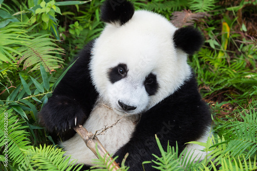 Two years aged young giant Pandas  Ailuropoda melanoleuca   Chengdu  Sichuan  China