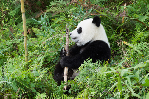Fototapeta Naklejka Na Ścianę i Meble -  Two years aged young giant Pandas (Ailuropoda melanoleuca), Chengdu, Sichuan, China