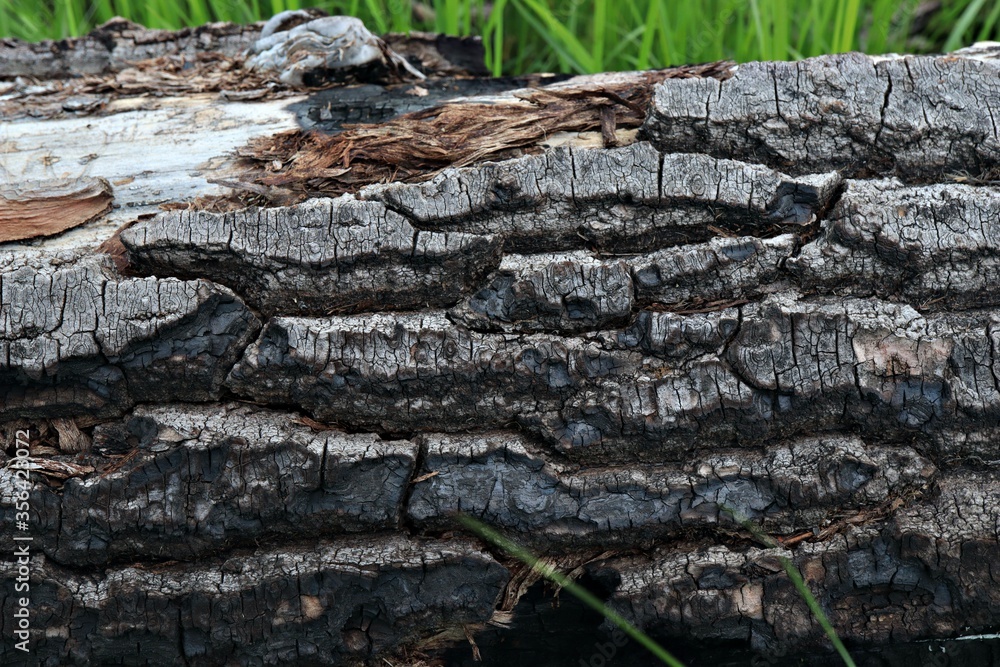 texture of the bark of a fallen tree texture of the bark of a fallen tree
