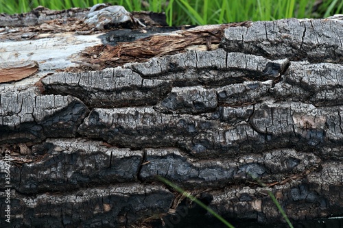 texture of the bark of a fallen tree