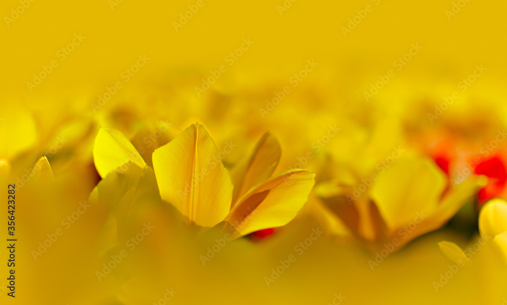 Fototapeta premium a blooming Tulip on the yellow blossom field