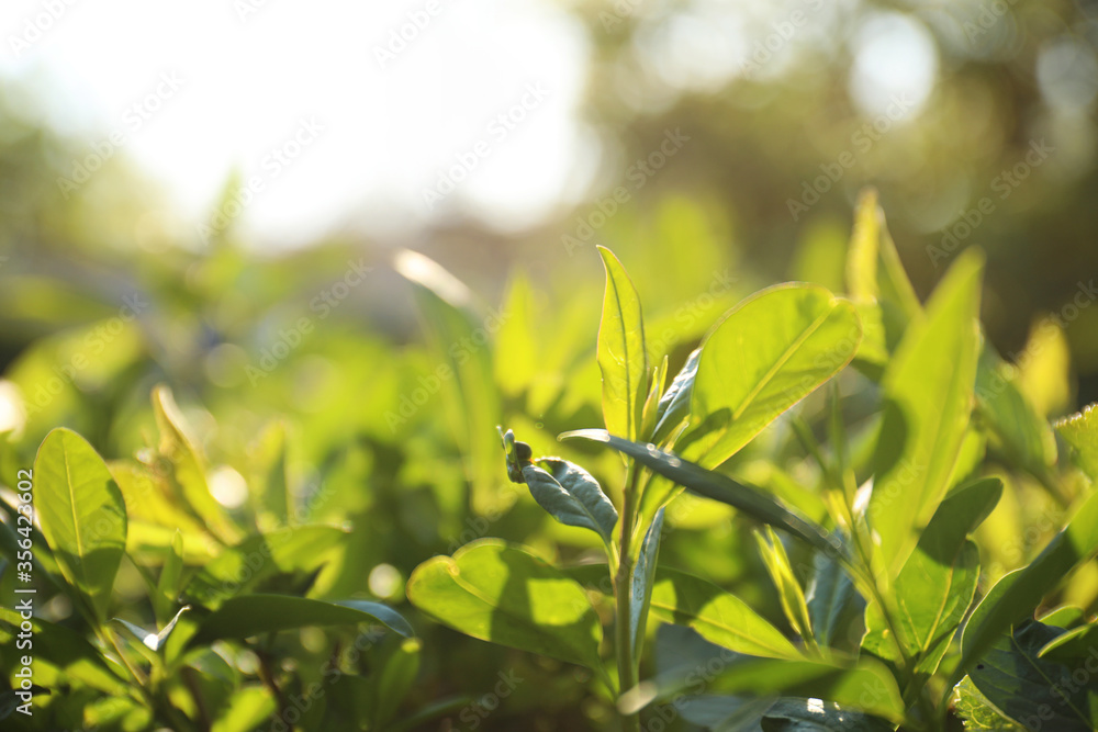 Obraz premium Closeup view of beautiful bush with green leaves outdoors on sunny spring day