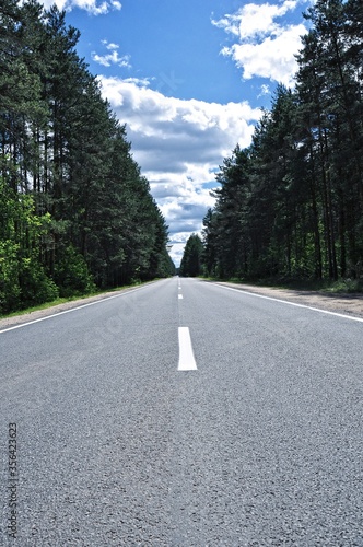 Wallpaper Mural a road in the forest Torontodigital.ca