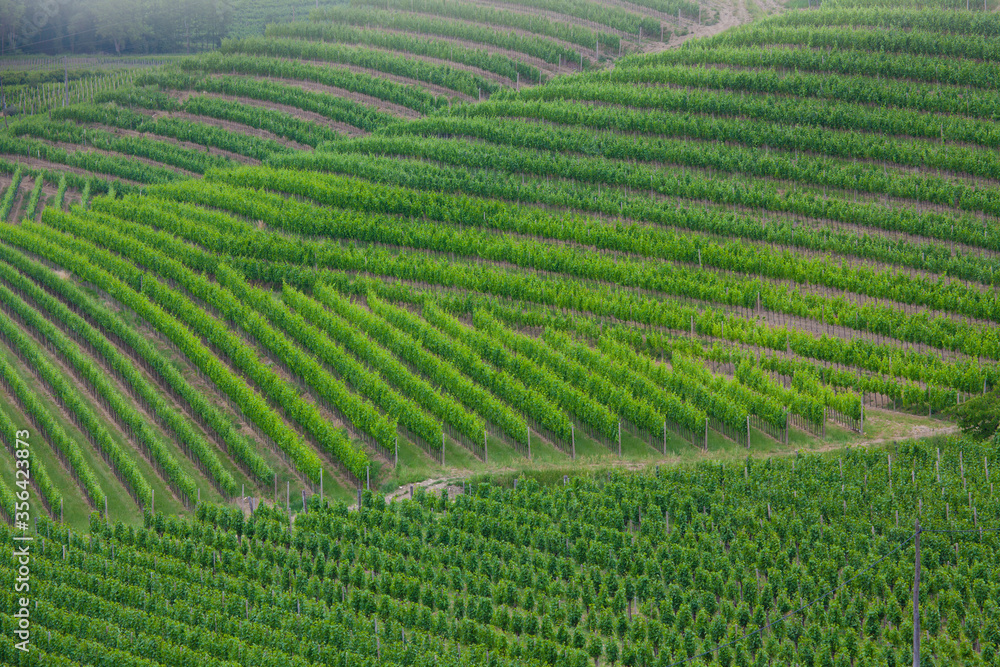 Vineyards Curves in Goriska Brda in Slovenia