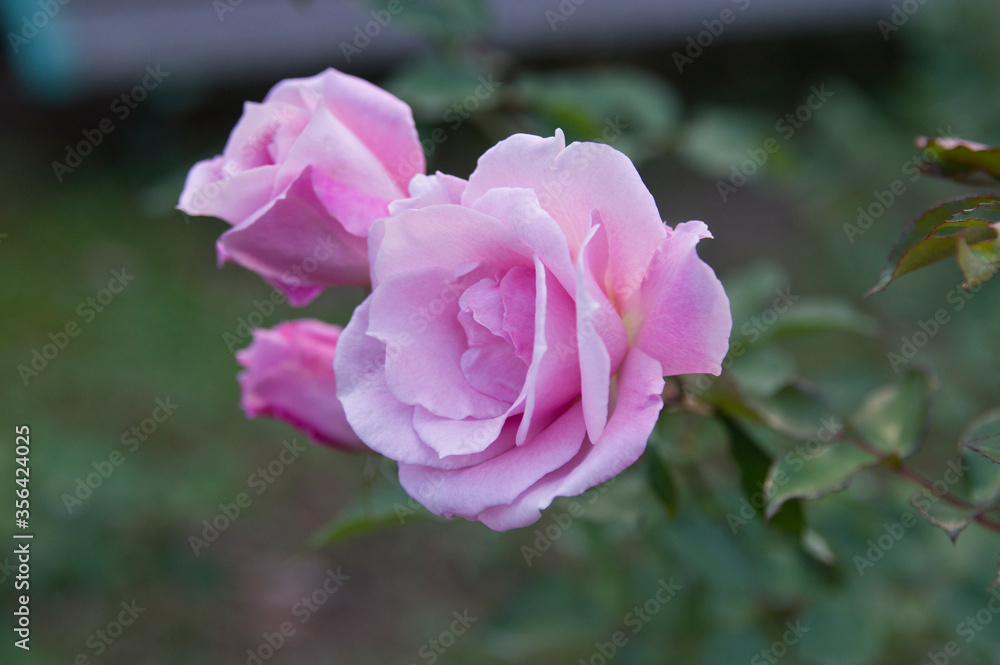 The name of this rose is The name of this rose is