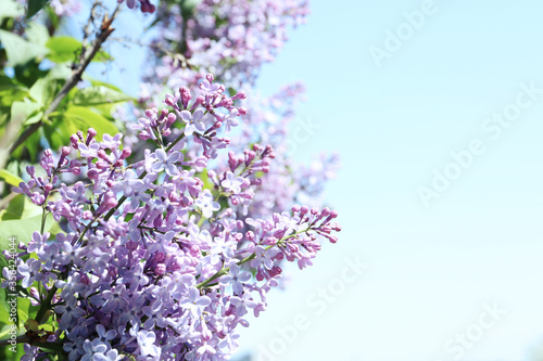 Closeup view of beautiful blooming lilac shrub outdoors © New Africa