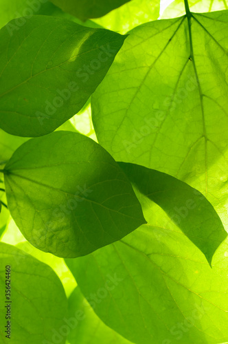 close up of green leaves backlight