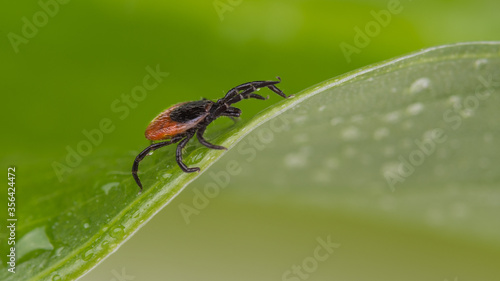 Wet deer tick lurking on green leaf with rain drops. Ixodes ricinus or scapularis. Motion of small parasite in dewy grass. Disease transmission as Lyme borreliosis or encephalitis. Health protection.