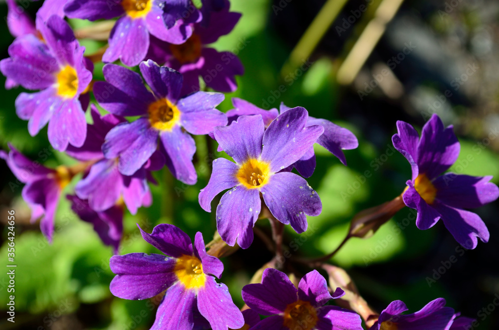 beautiful and vibrant purple and violet primula flowers in summer sunshine, flower from Andoya, Bleik beautiful and vibrant purple and violet primula flowers in summer sunshine, flower from Andoya, Bleik