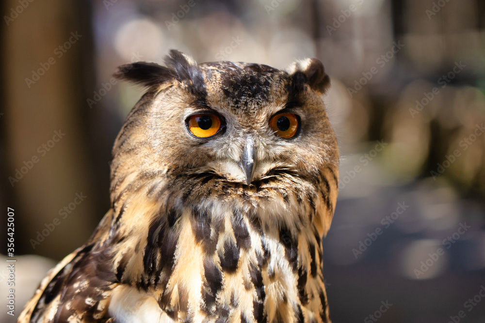 Fototapeta premium Close-up view of a brown owl with golden orange eyes.