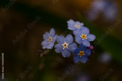 forget me not