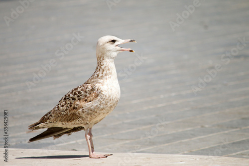 Istanbul brown seagull beak open. © Anastasiia