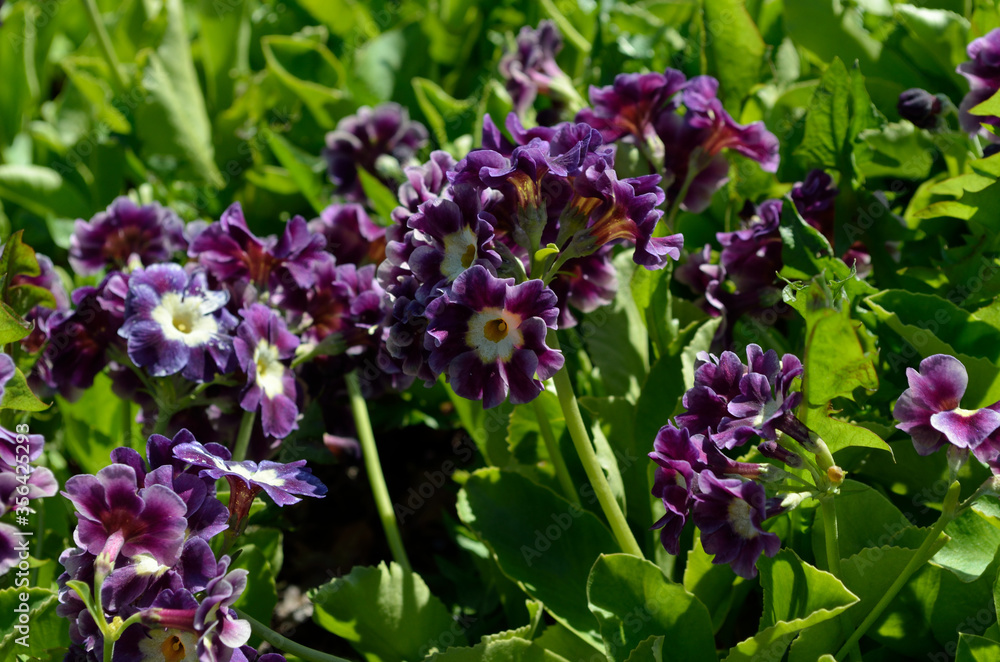 beautiful violet and purple primula pubescens flowers in summer sunshine closeup beautiful violet and purple primula pubescens flowers in summer sunshine closeup