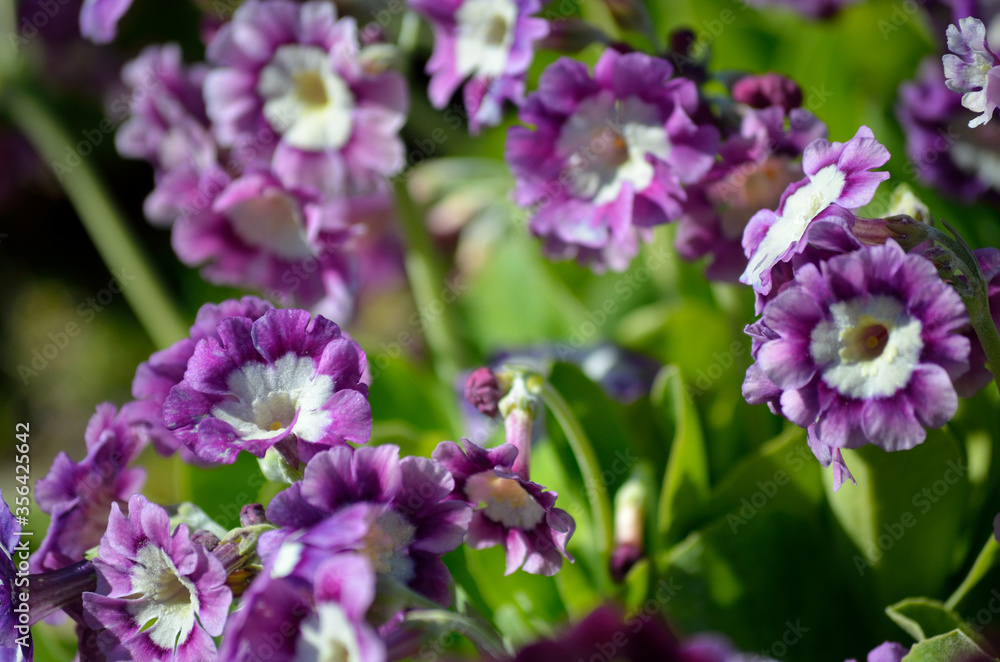 beautiful violet, yellow and purple primula x, pubescens flowers blooming in summer sunshine beautiful violet, yellow and purple primula x, pubescens flowers blooming in summer sunshine
