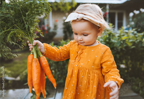 Child holding carrots in garden healthy food lifestyle vegan organic vegetables homegrown agriculture farming concept photo