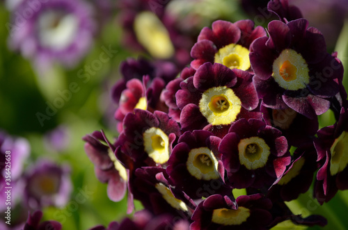 beautiful violet and purple primula pubescens flowers in summer sunshine closeup