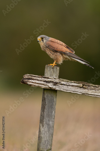 Male Kestrel perched on a fence post with a green background. 