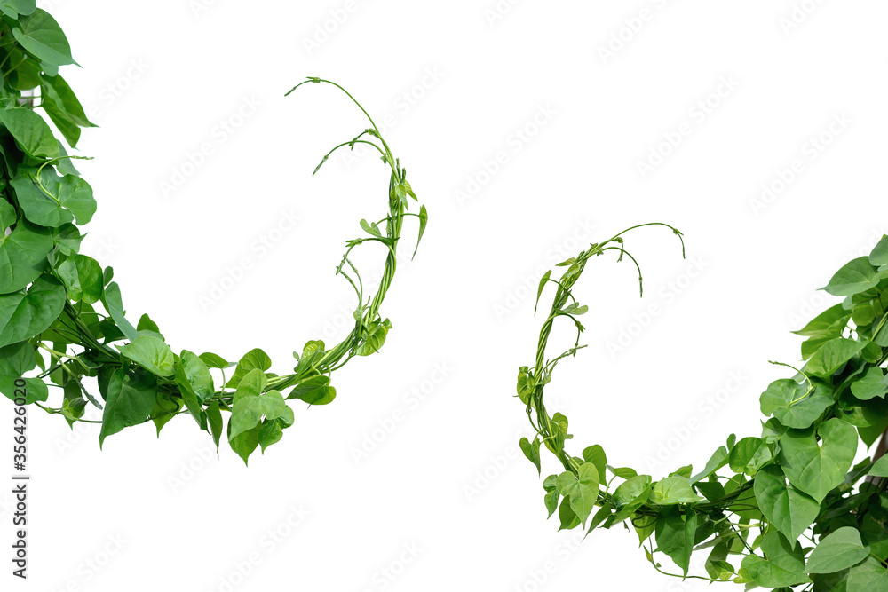 Vine with green leaves, heart shaped, twisted separately on a white background - obrazy, fototapety, plakaty 