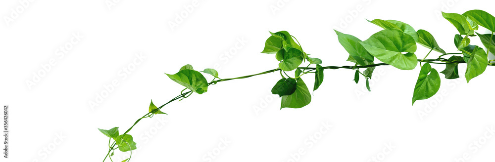 Vine with green leaves, heart shaped, twisted separately on a white background