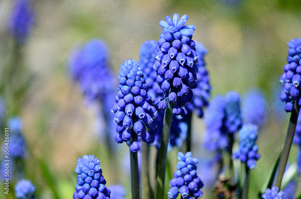 beautiful blue muscari botryoides flowers, also knows as grape hyacinth in summer sunshine beautiful blue muscari botryoides flowers, also knows as grape hyacinth in summer sunshine