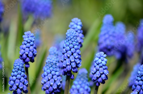 Obraz na płótnie beautiful blue muscari botryoides flowers, also knows as grape hyacinth in summe