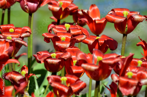 red vibrant tulipa praestaus flowers in summer sunshine, also know as unicum photo