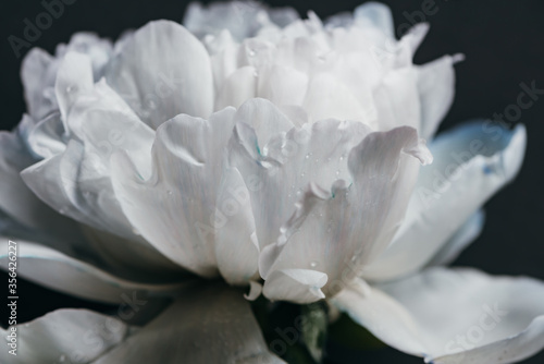 close up view of blue and white peony with drops isolated on black © LIGHTFIELD STUDIOS