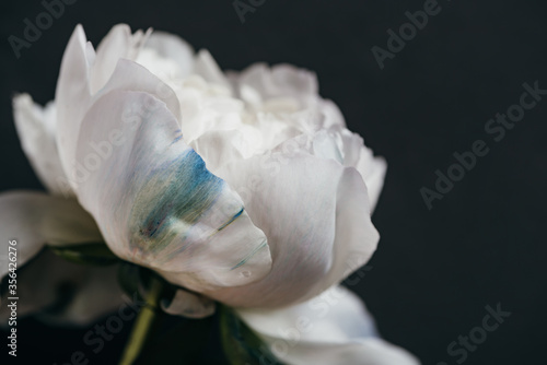 close up view of white peony isolated on black