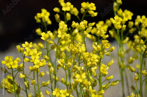 beautiful yellow draba flower in summer sunshine