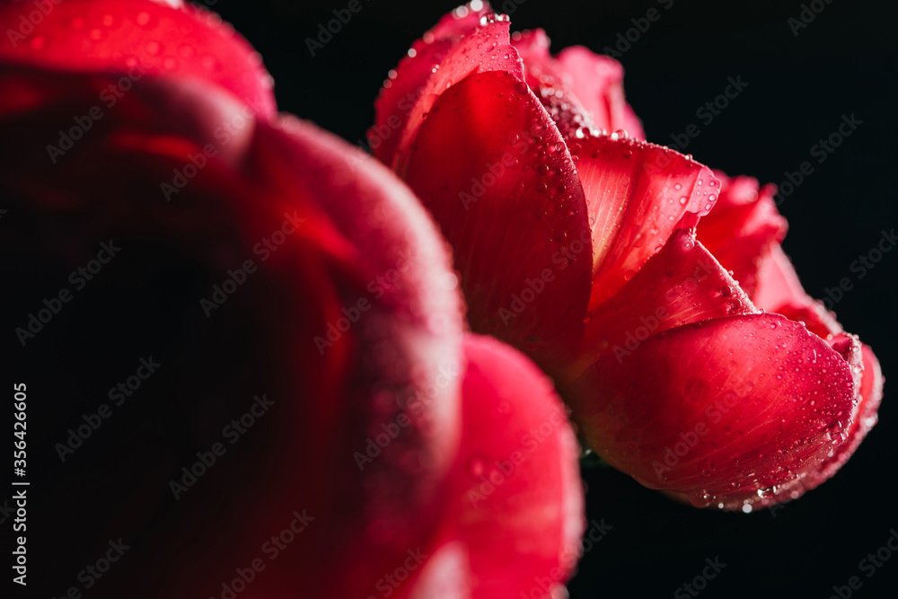close up view of pink peonies with water drops isolated on black close up view of pink peonies with water drops isolated on black