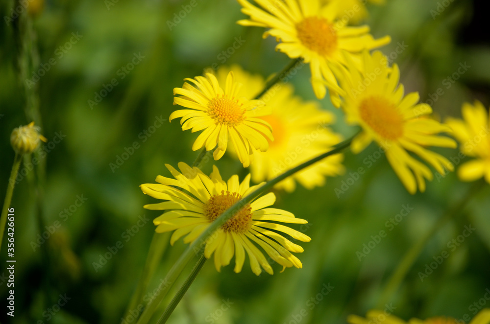 beautiful yellow doronicum orientale flowers in summer sunshine beautiful yellow doronicum orientale flowers in summer sunshine