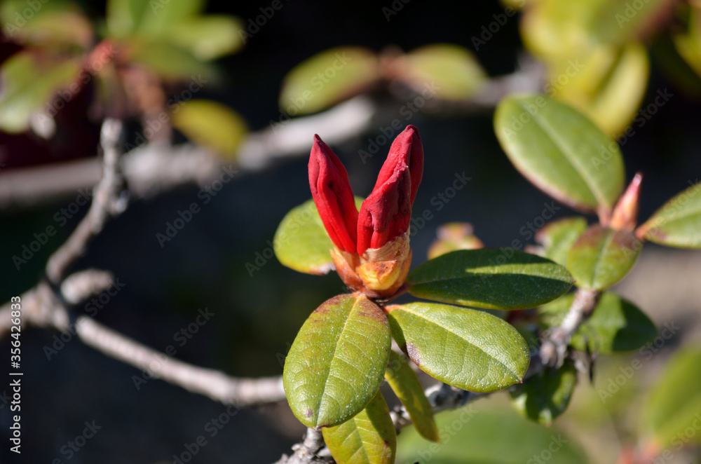 red rhododendron also know as scarlet wonder red rhododendron also know as scarlet wonder