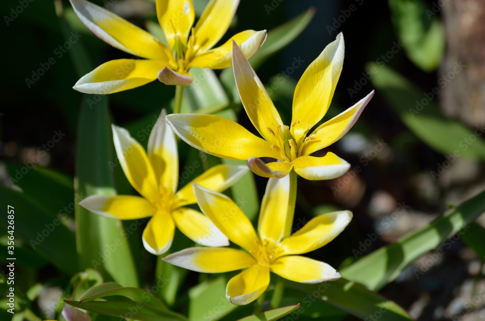 yellow flower in summer sunlight yellow flower in summer sunlight
