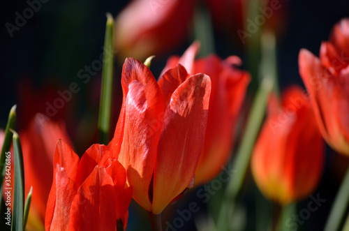 beautiful red tulipa praestaus also known as fusilier in summer sunshine