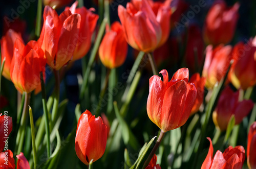 beautiful red tulipa praestaus also known as fusilier in summer sunshine