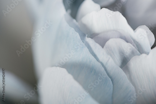 Fototapeta Naklejka Na Ścianę i Meble -  close up view of blue and white peony