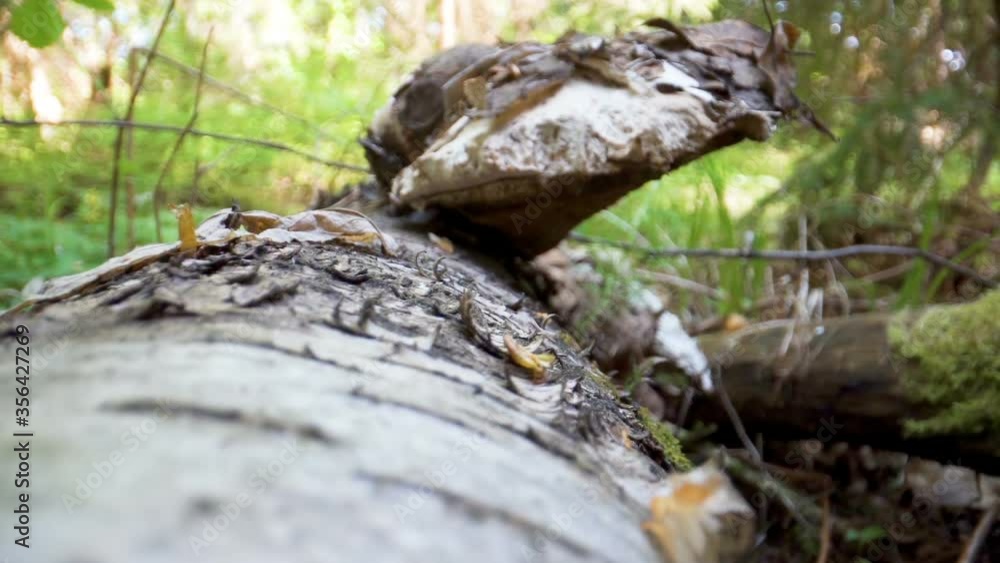 The closer look of the white Piptoporus betulinus or the birch polypore The closer look of the white Piptoporus betulinus or the birch polypore